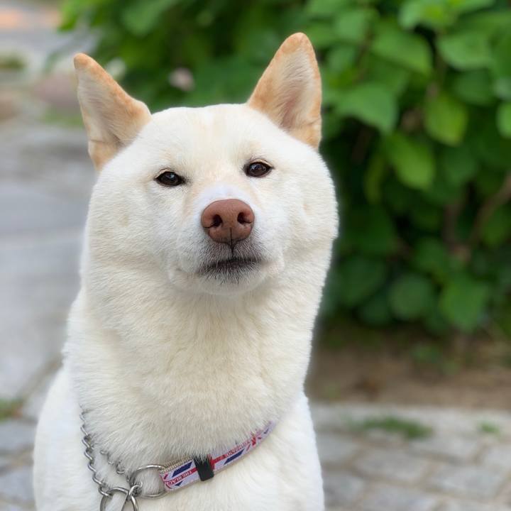 Afc4fe2f 06a1 41c2 8a3c 2b3040ff4c32 1556956801339