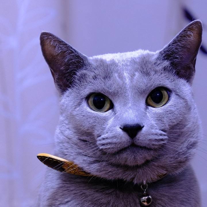 Afc622cb 2181 46a9 8bed a08b7f721df1 1672825668707