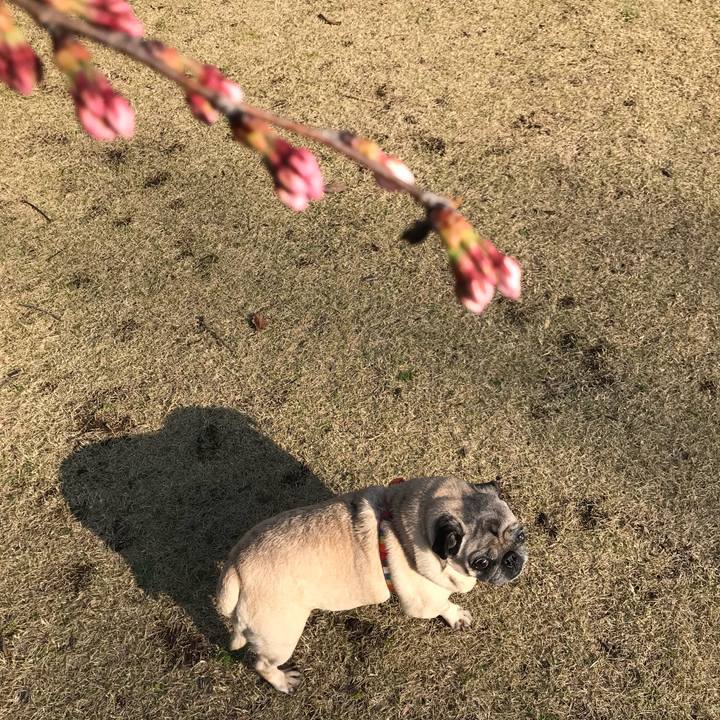 Afc67747 9b89 40d9 b2ab 97168a28e19a 1521818142163