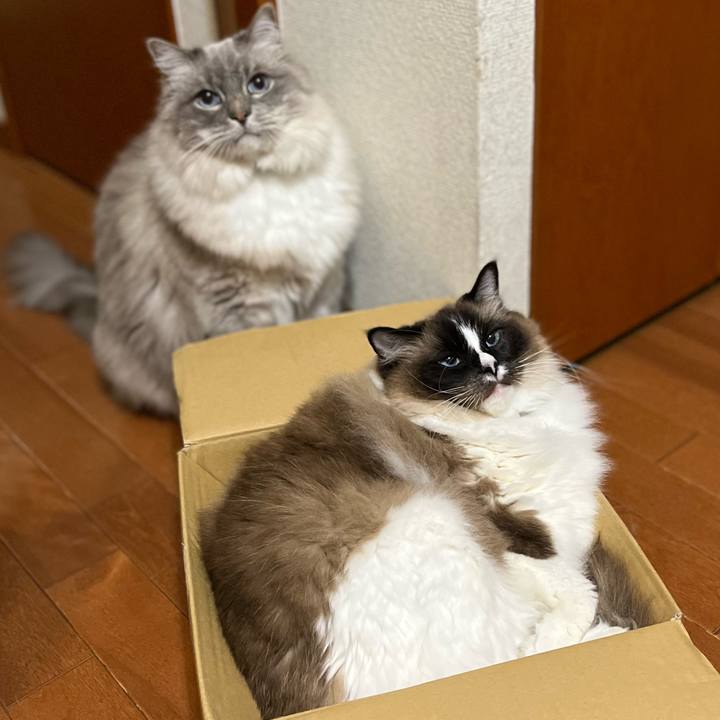 Afc68d2c 5c26 4558 a468 dad8b8cd93c6 1653484646415