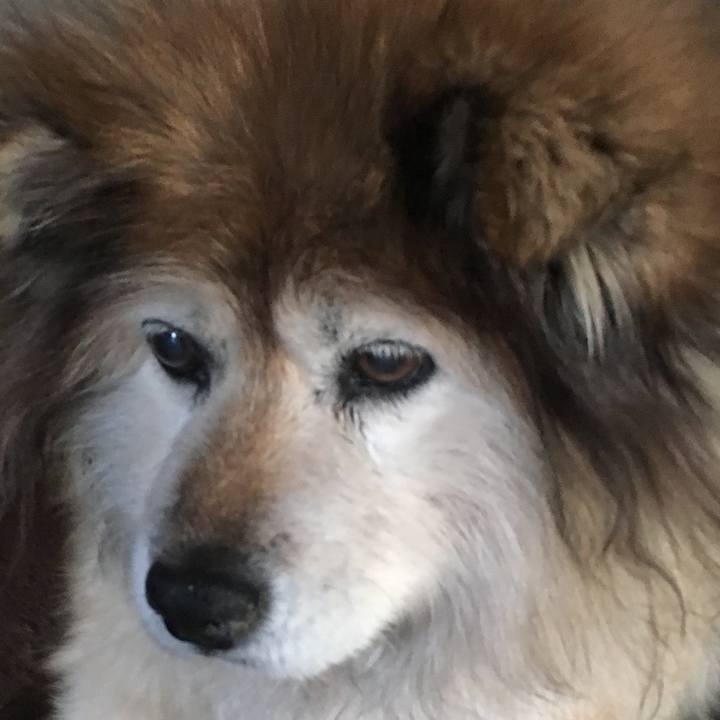 Afca81fa b62f 44e1 b671 ea6d5910b19e 1589075797606