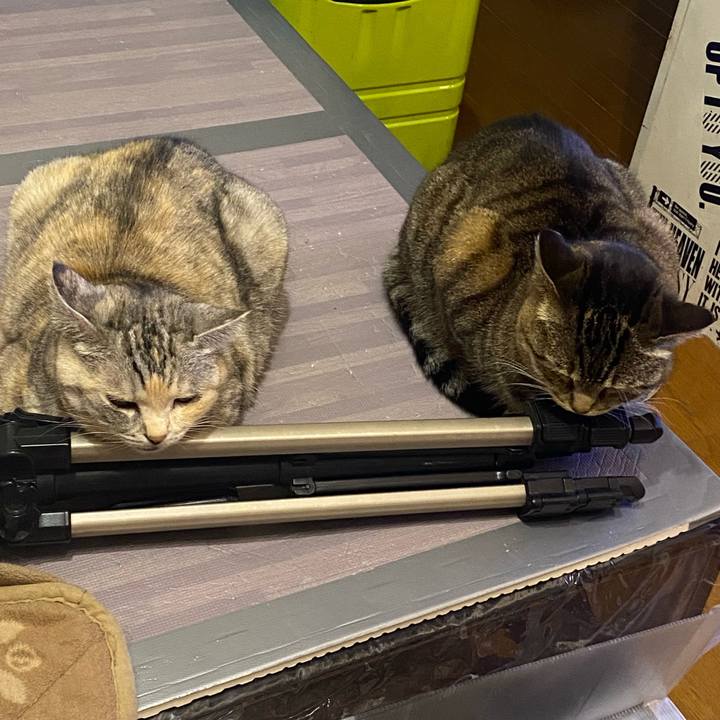 Afce43d1 0ef9 42ce 9f91 129d4576e408 1649518214034