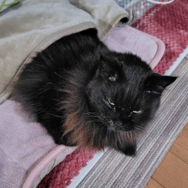 Afce57fb 79fe 47d7 9ce9 caa6010a532a 1734346073878