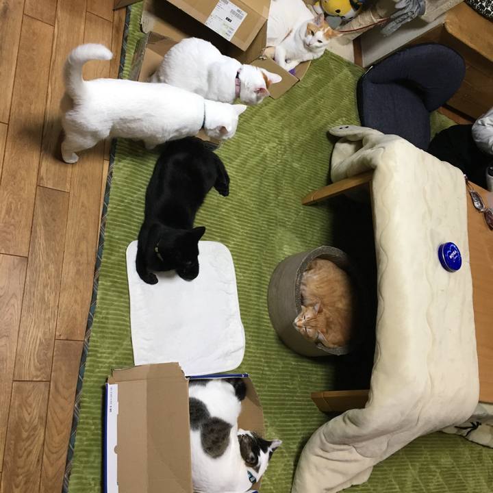 Afceee27 44de 43e7 8612 308a7b8f63cc 1544798203412