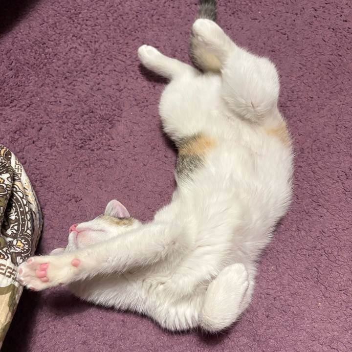 Afd047e3 770d 47e7 b5a3 c6c343c82abc 1767444125312