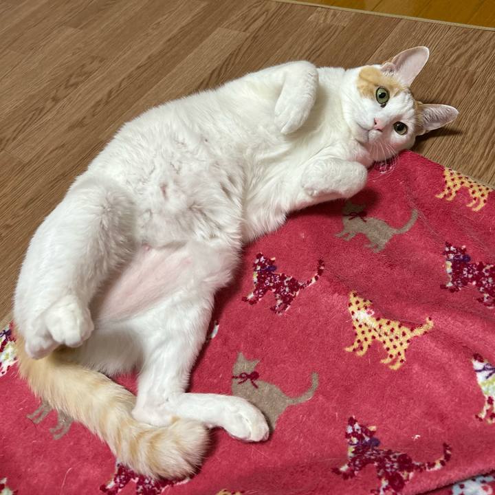 Afd16447 71b4 4855 8537 38353c5e930d 1671792015839