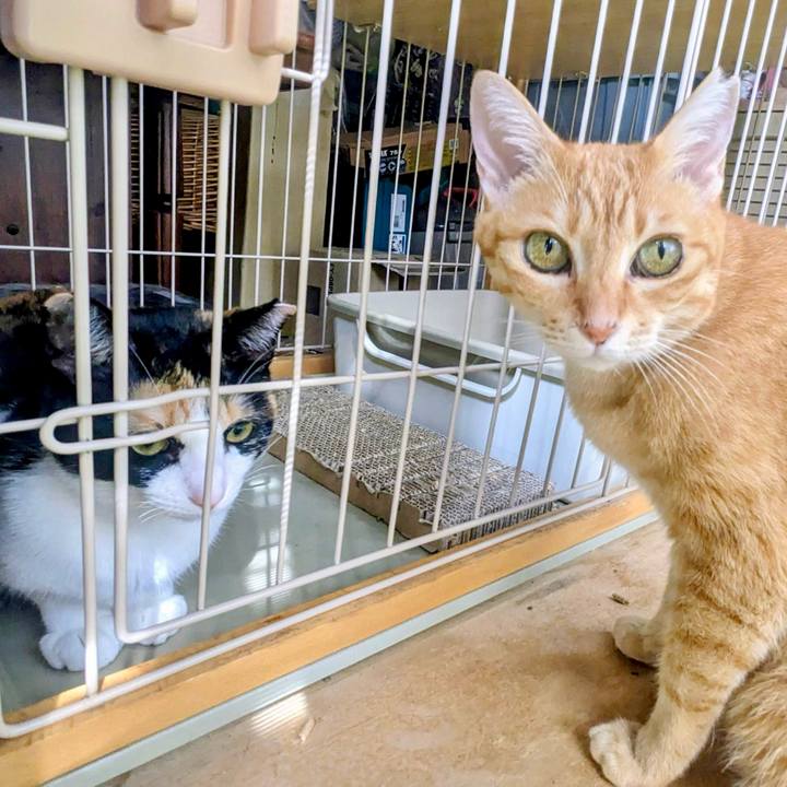 Afd1c1cc 0f3a 4537 8a48 c1db3100a81c 1757868553261