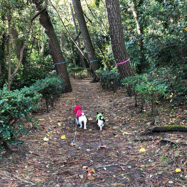 Afd219e0 2d18 4558 9bbd 51d46539eac2 1574208160347