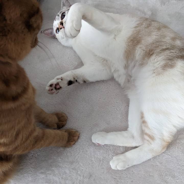 Afd36212 8055 44a5 b0a2 da1ea7a2eb88 1703720306413