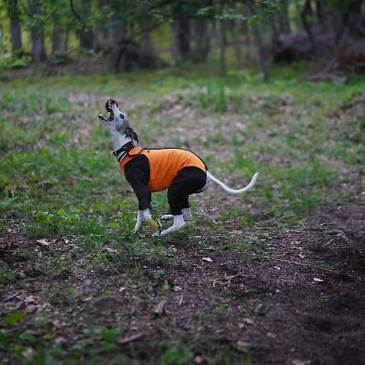 Afd4d273 2ed3 4917 aabd b0ff71f69b5f 1529060240661