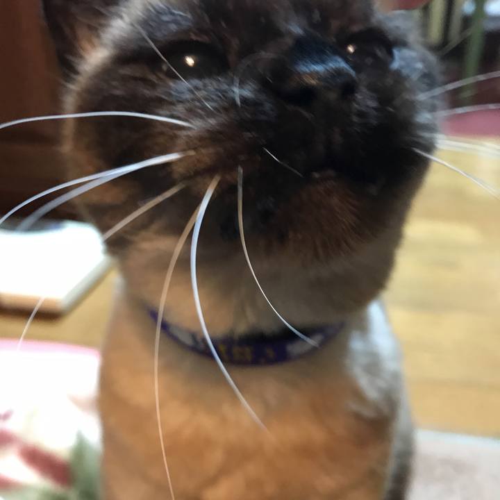 Afd4eefe bb8e 4453 8dcf df544f488ab5 1526124589581