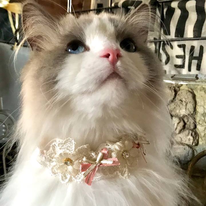 Afd671fd a399 46a4 a21f 0333431a9e38 1597129845625