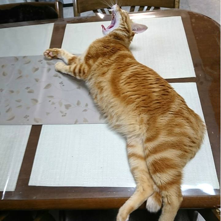 Afd6ab0a 1d91 412f be4e 469c9fd4f85a 1542753860153