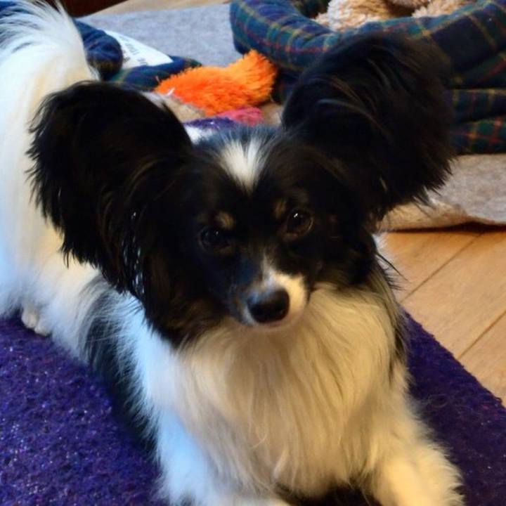 Afd71f5e 3f30 4837 9f81 4debb7606555 1511346640233