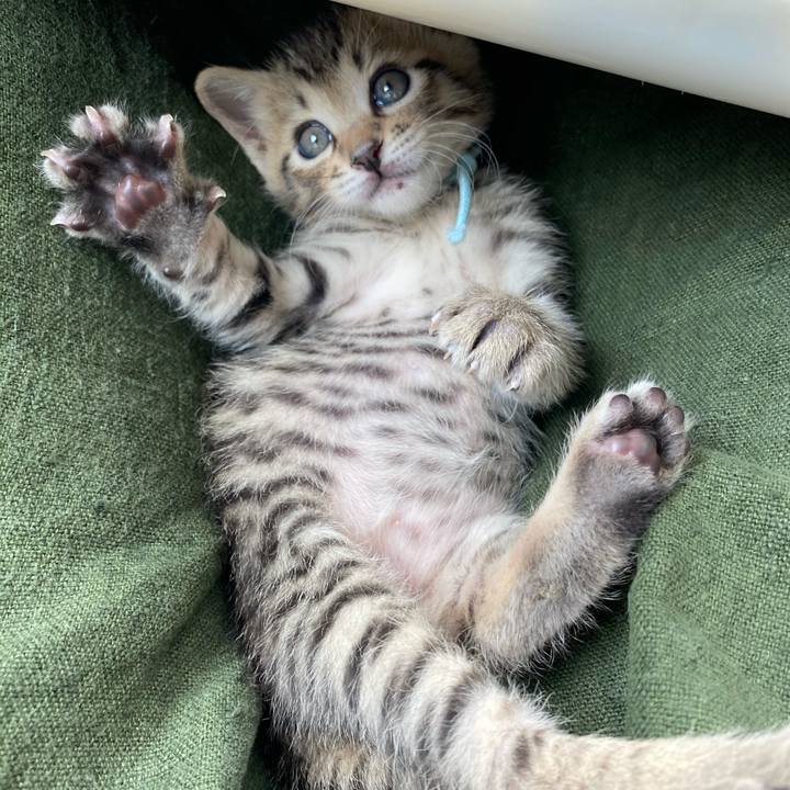 Afd7db16 0481 4851 a55a 78585c8d3816 1596429735791