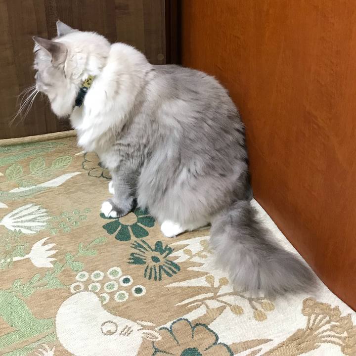 Afd8b0d9 4216 4218 abb9 37147326301f 1508992668236