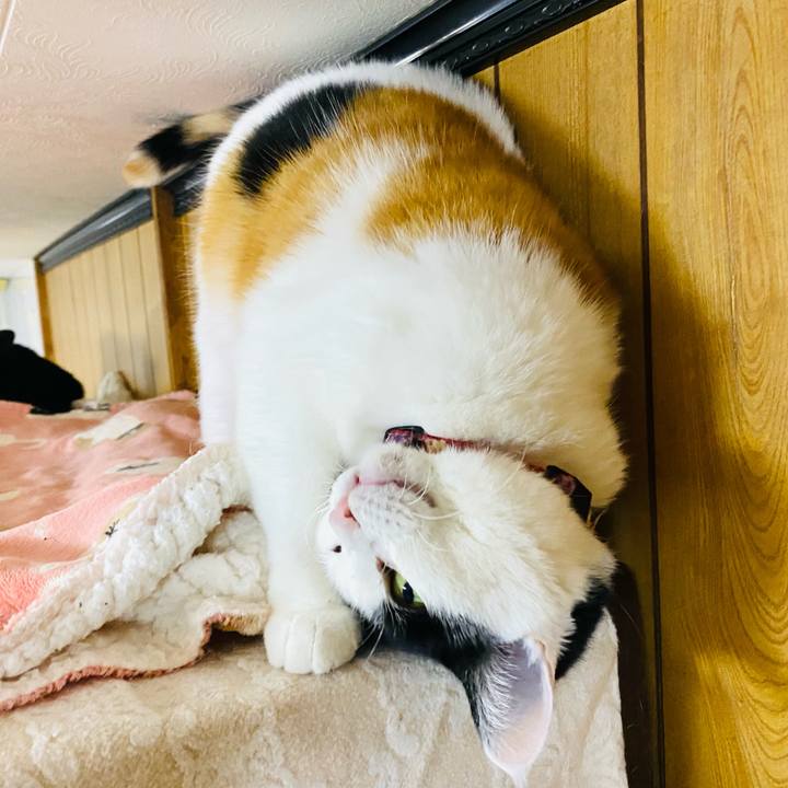 Afdf7979 c3f0 4459 8a4e d864fef6c652 1738755275997