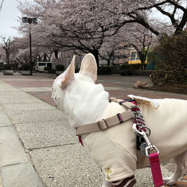 Afe08ed9 b5c9 45fb 823c fb04a841507e 1553909973274