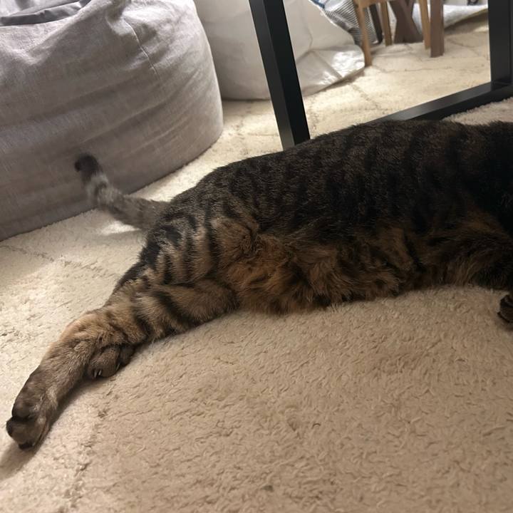 Afe0e056 5282 4bcb 80af 9bd42a4fa26e 1743078274008