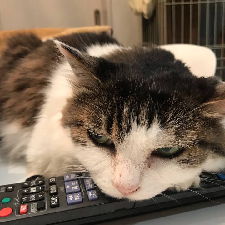 Afe13993 11b4 4220 88a8 2b7cb11ffcb0 1565613363248