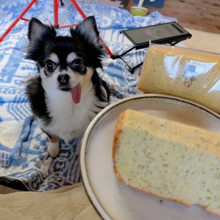 Afe28de5 0897 482a 8a8f a196c999e135 1771746259966