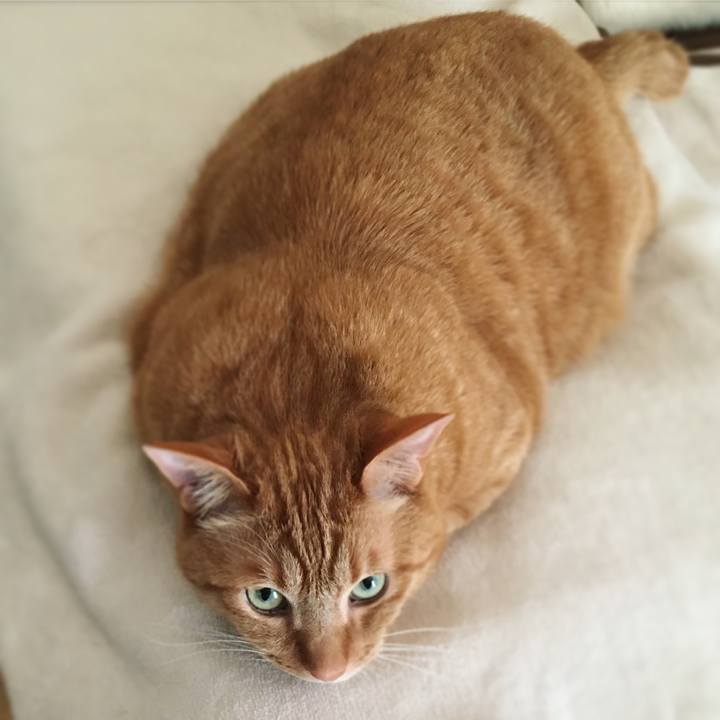 Afe30bba 90f3 4c06 b6cf 5478d2ead120 1619010876119