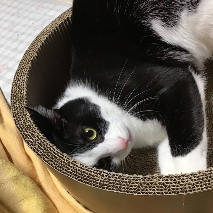 Afe41838 c685 454a b227 609652e038a2 1702802703783