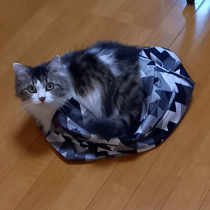 Afe4e84f 254a 48b5 9128 2d28fc0caba6 1669863821862