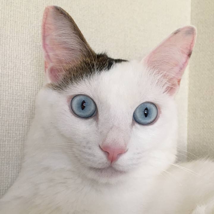 Afe5d030 c46c 4b38 bf7d 792a8099bdc2 1535770897901