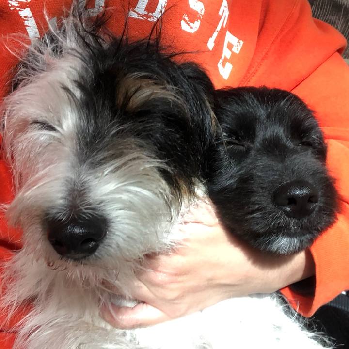 Afe81b65 3923 4ea7 89ca d43f0191a1a7 1544483328747