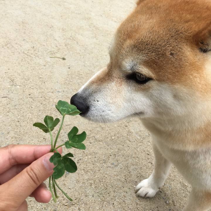 Afe85264 90c7 452d 89c5 a83b1a4c4f63 1561890445215