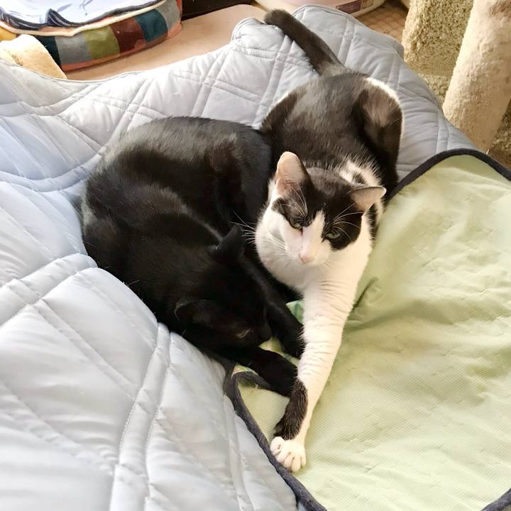 Afe9ff13 a76b 4e48 9ed7 c628e2872bc4 1536285572738