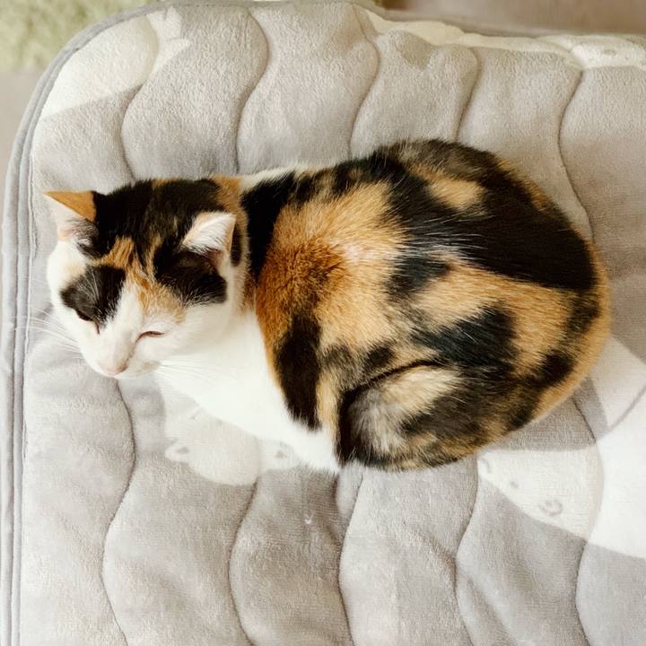 Afec9bfc efab 4bd9 8e0e c499be485d2a 1543109923274