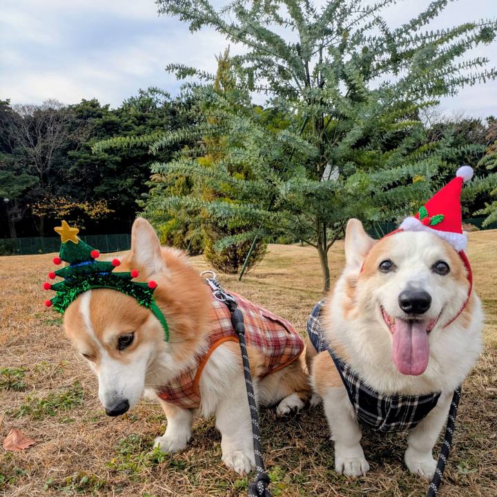 Afeea95f 452e 4f73 881d 011bbf3255da 1766624266646