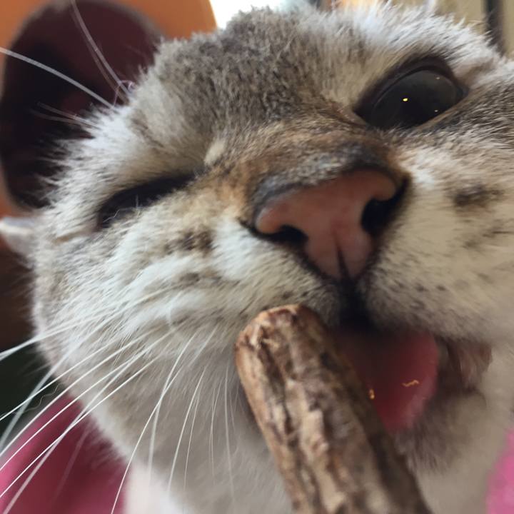 Aff016cd bad2 4de0 b0c9 ce7f6bdd2fdb 1562906723682