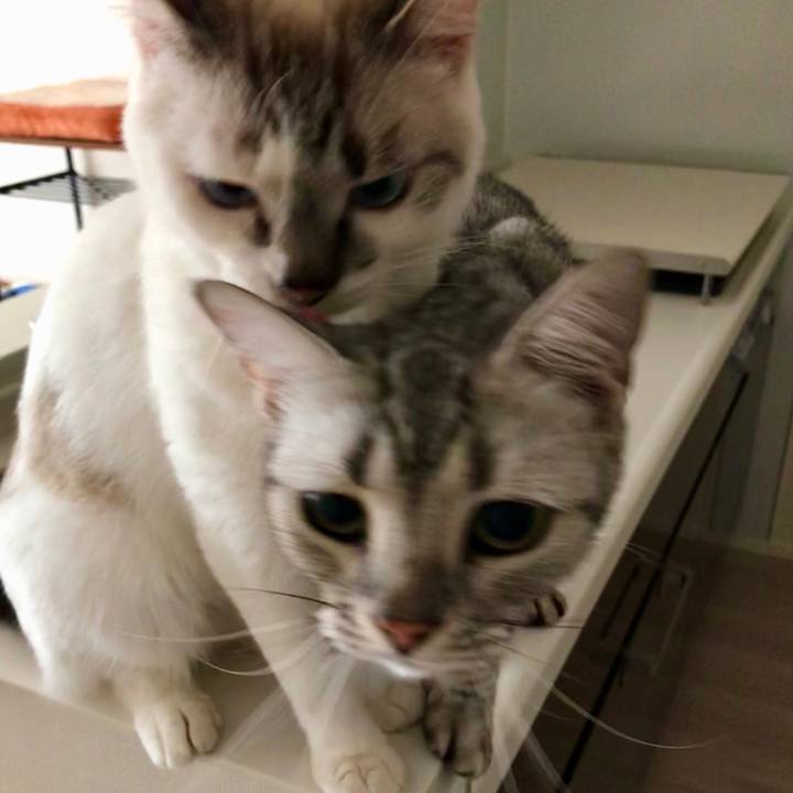 Aff422ae ea53 48d7 a69b fba615050fa7 1533859830335