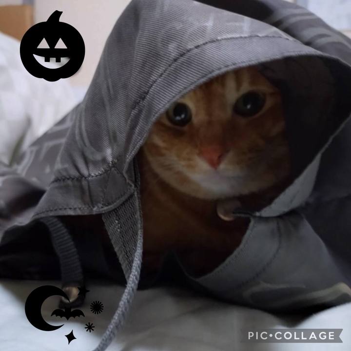 Aff51869 a0df 47f0 9bef d65491fe958a 1696808396912