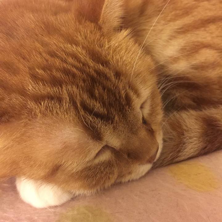 Aff67477 8ecf 48a7 a075 bba6ab34ed0f 1549639154261