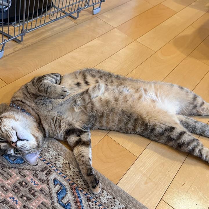 Aff74177 a07b 41ce 8f9c d36ec8d28bf4 1766469280757