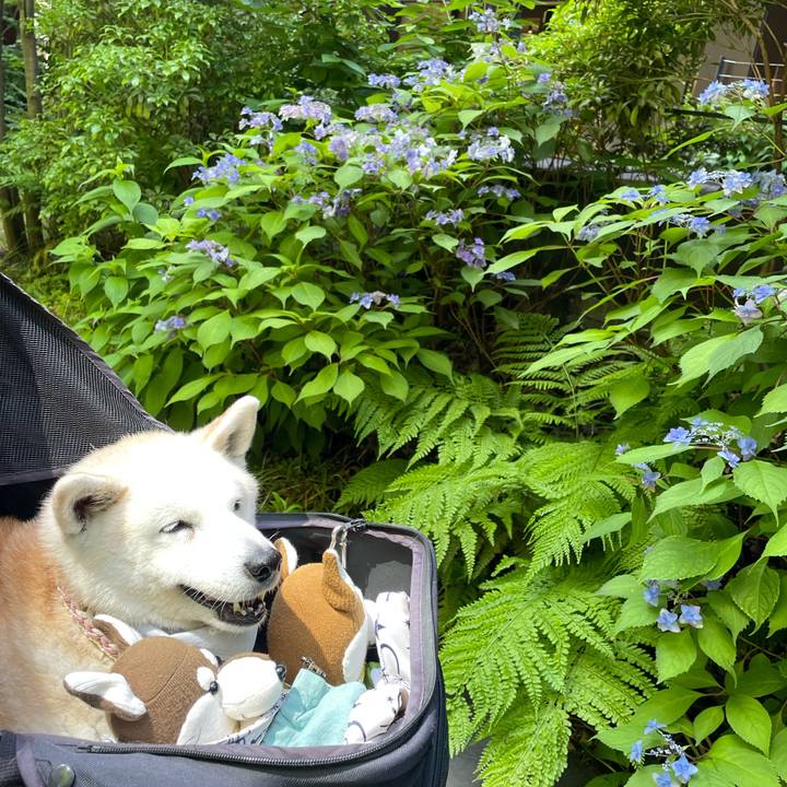 Aff83c5a dd6a 450e 815b b1e900ef2b39 1685785337355