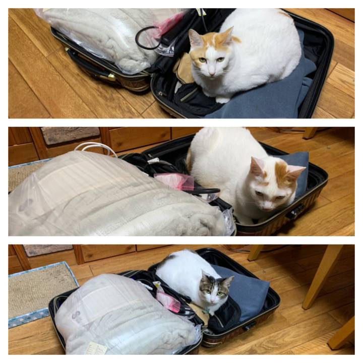 Affa8329 1855 44b3 b5b4 6f7cd9cfcddd 1635084053218