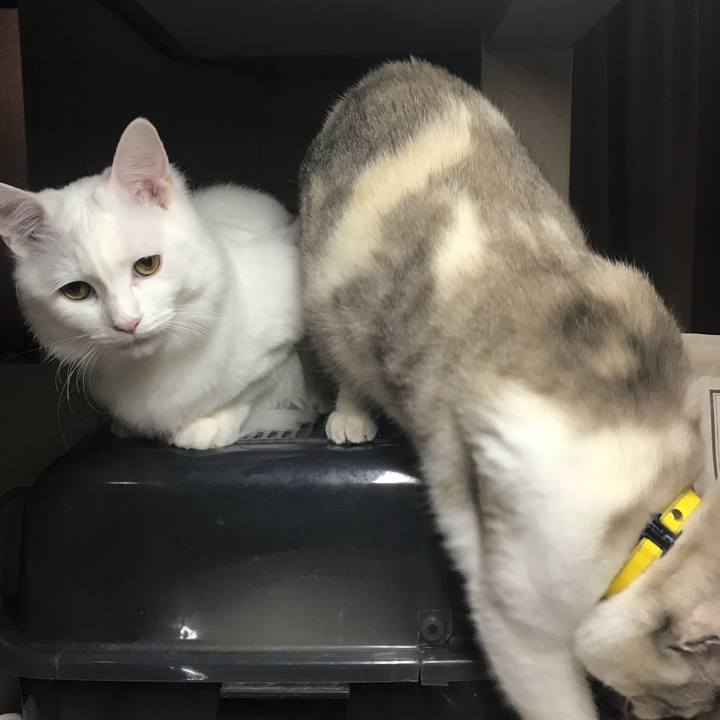 Affb4aa4 47c4 4741 85f1 b859aa076da2 1518099807687