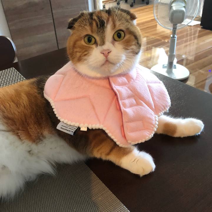 Affc0c12 e09c 4ff9 a34e 2d56c2938492 1567827377098