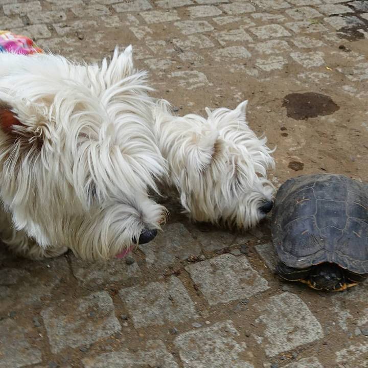 Affdd1a8 1fc9 4dd8 b011 34b21e3413ce 1526564795023