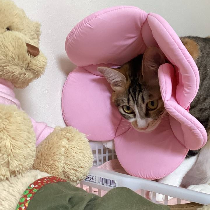 B004bffb f267 435e b92f 550acd622026 1665226883344