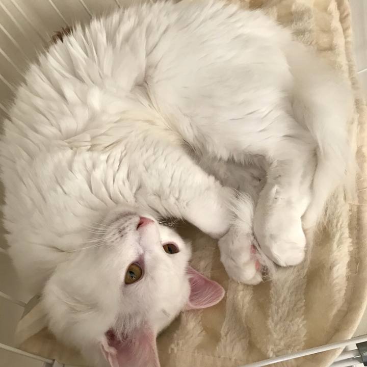 B0061a80 e538 4def bfdc 5fdc4867e1af 1514172928562