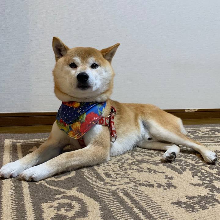 B00a729f 1ef4 4a5e a155 a6f1604056e7 1589111943404