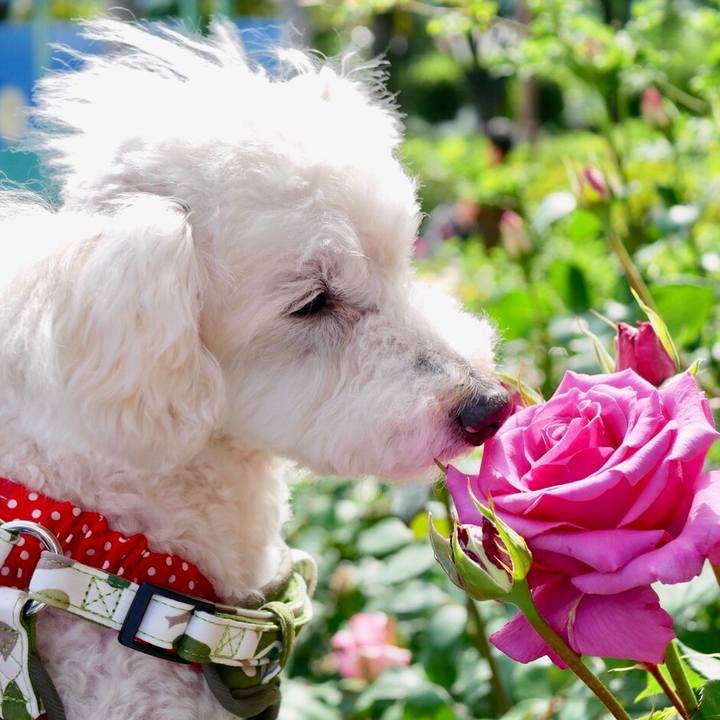 B00d9097 e511 47ba 862c 8b311f121b2b 1525796057683