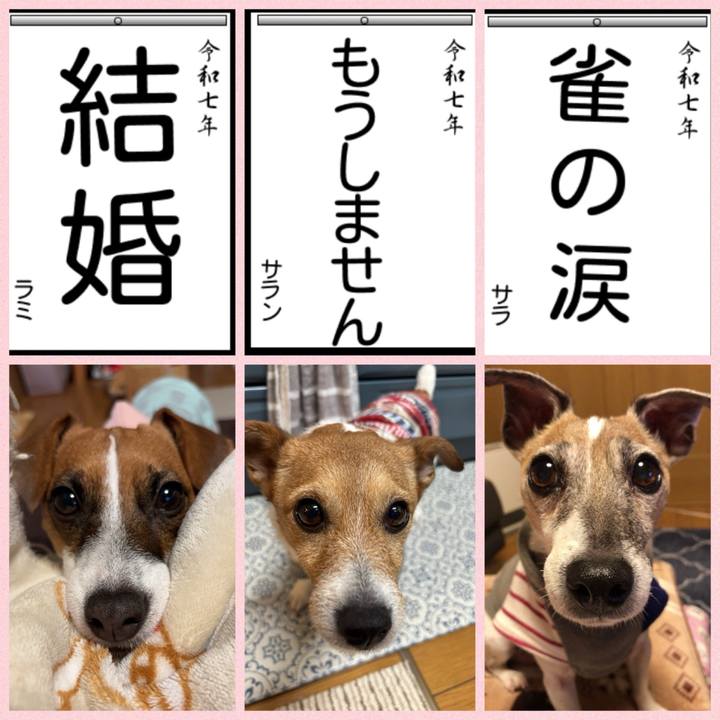 B00fe18a 62d0 4925 a175 94d9950a45c6 1735903253302