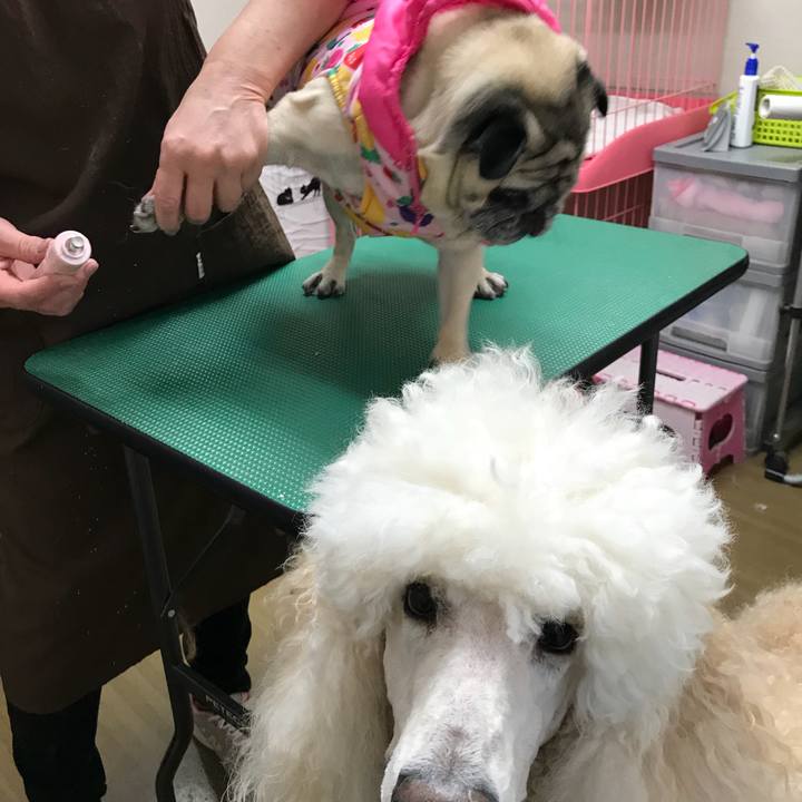 B013b809 5058 4add a471 795ecaed110e 1514369310708